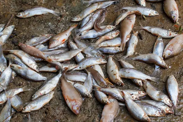 alimentation saine pour les poissons