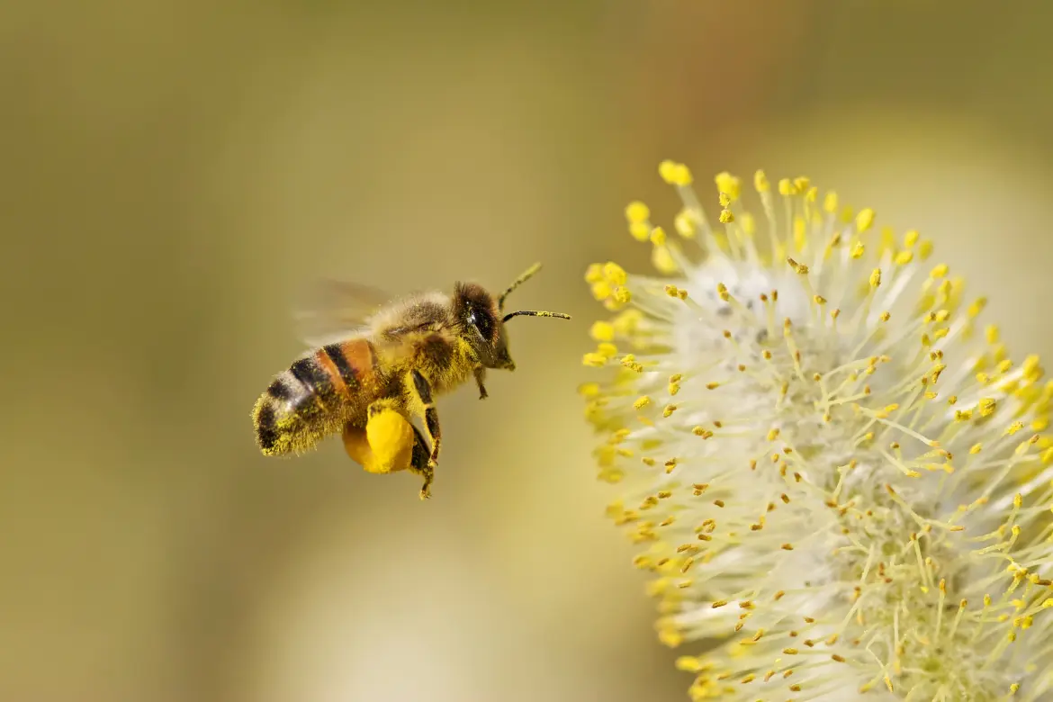 les abeilles travaillent